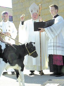 photo of Bishop Robert C. Morlino blessing Mizzy, a registered holstein, after the Rural Life Mass at Holy Rosary Church in Darlington